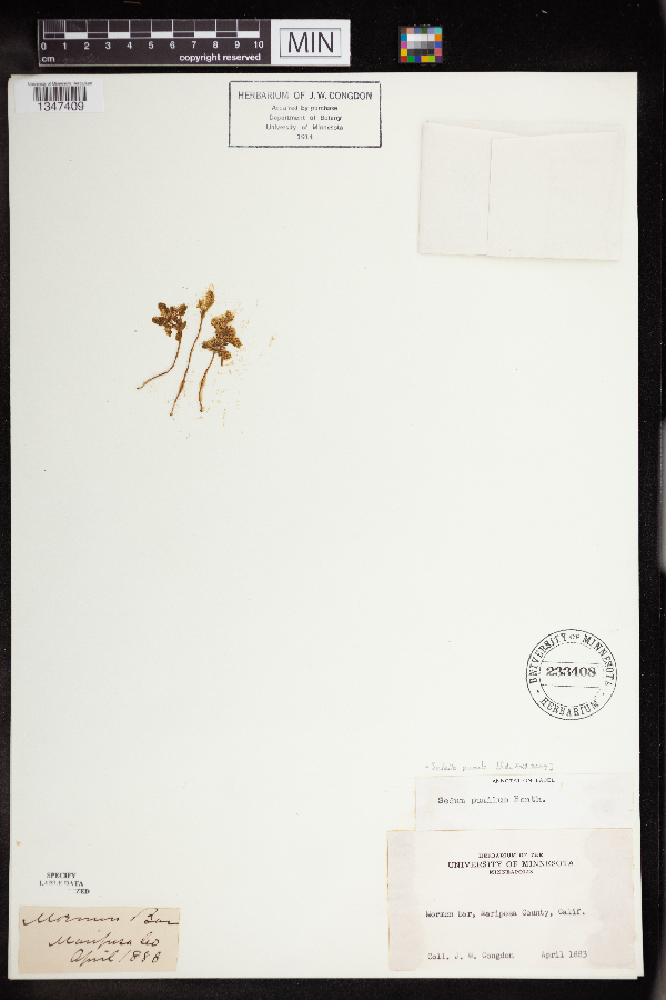Sedella pumila image