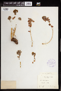 Rhodiola rosea image