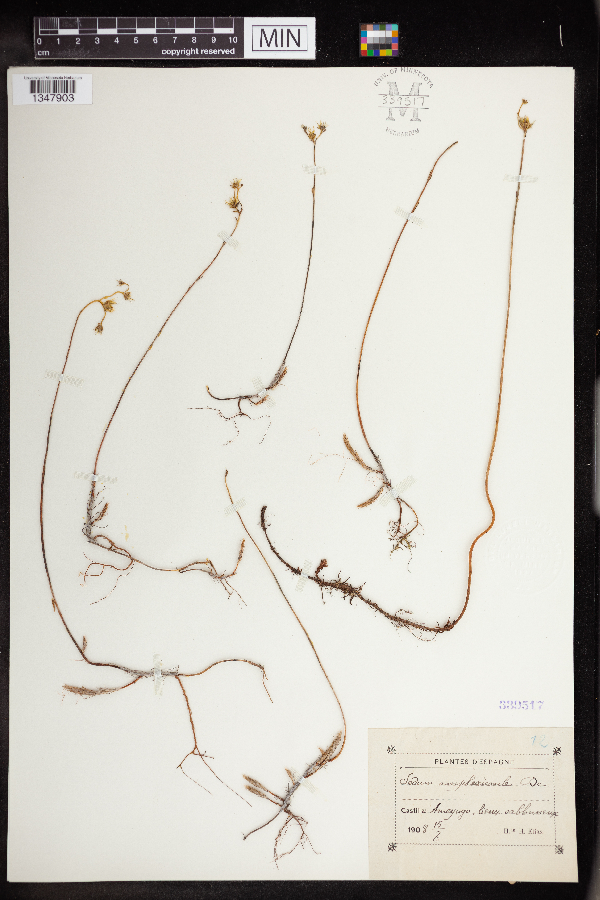 Petrosedum amplexicaule image