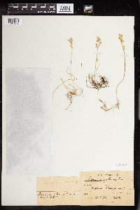 Sedum magellense image