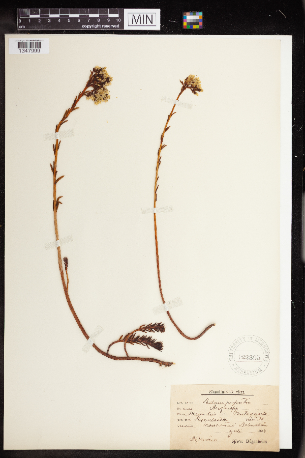 Sedum rupestre image