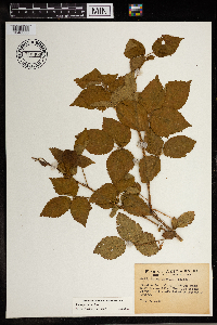 Rubus x permixtus image