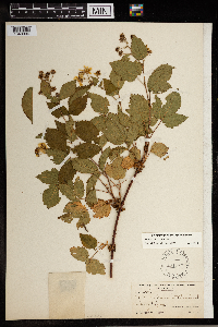 Rubus x permixtus image