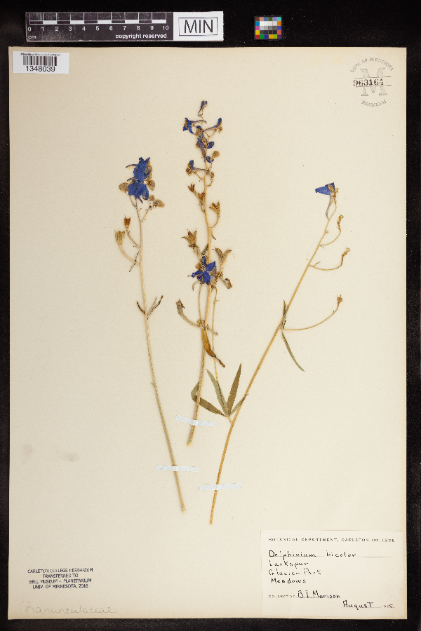 Delphinium bicolor image