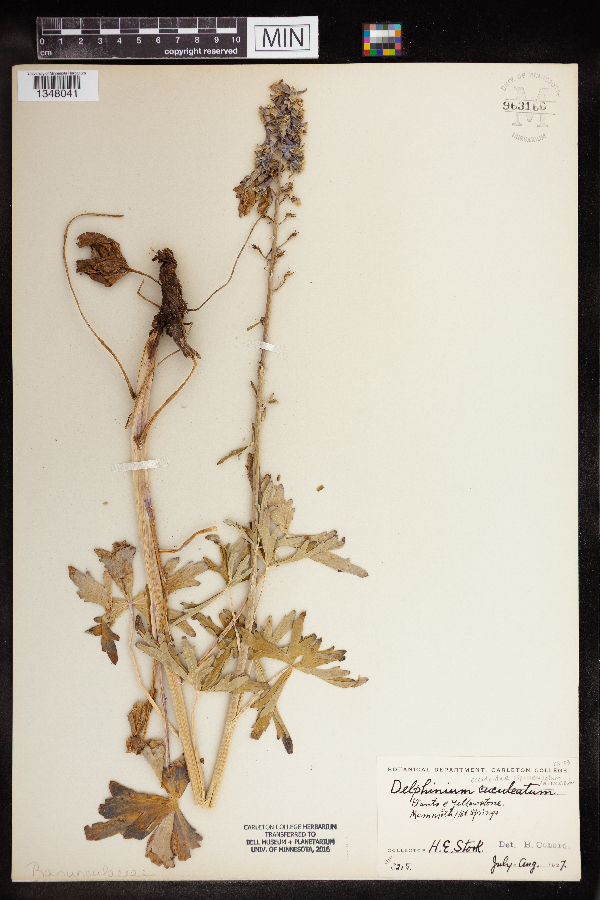 Delphinium occidentale var. cucullatum image