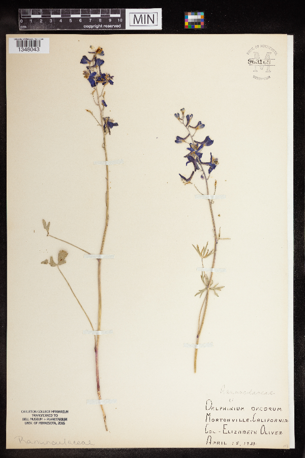 Delphinium decorum image