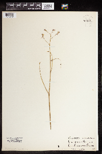 Image of Delphinium nudicaule