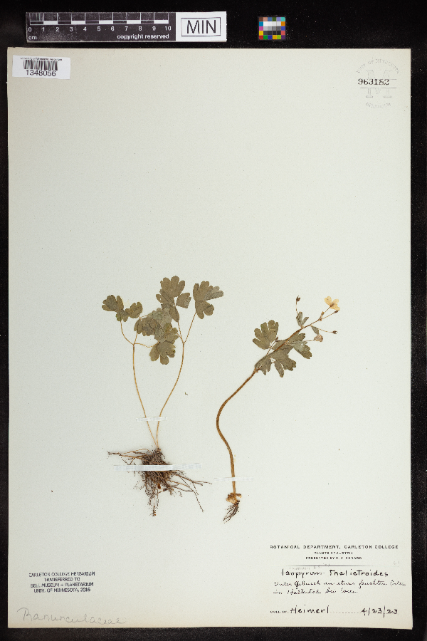 Isopyrum thalictroides image