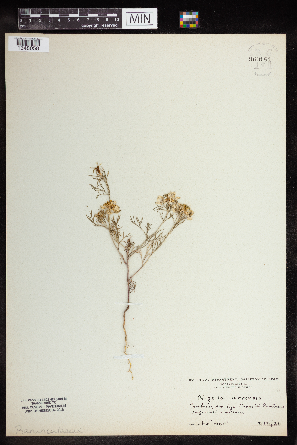 Nigella arvensis image