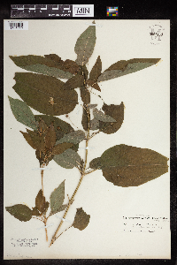 Lysimachia ciliata image