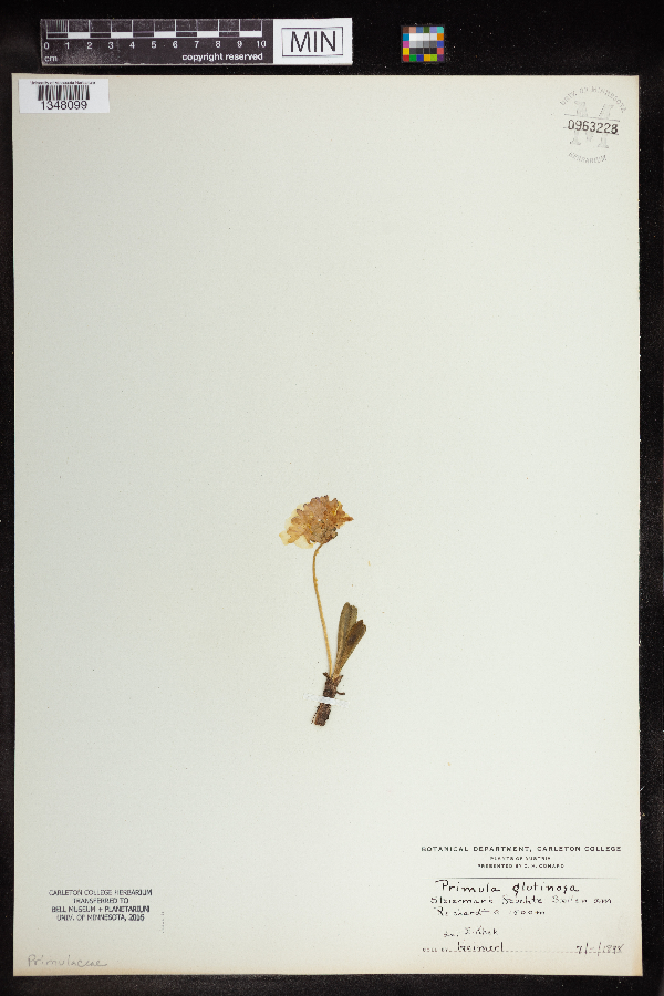 Primula glutinosa image