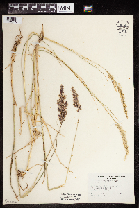 Image of Calamagrostis nutkaensis