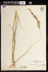 Calamagrostis cinnoides image