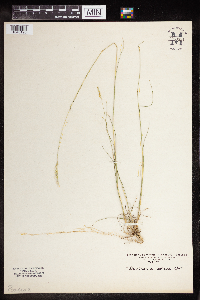 Image of Danthonia sericea