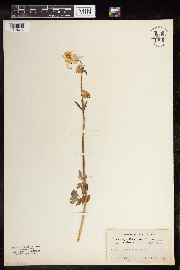 Aquilegia flavescens image