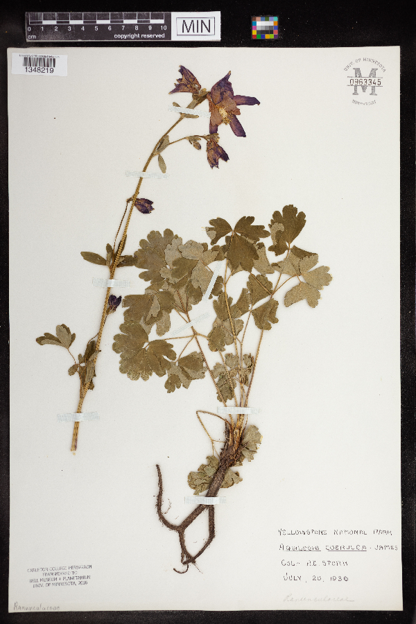 Aquilegia coerulea image