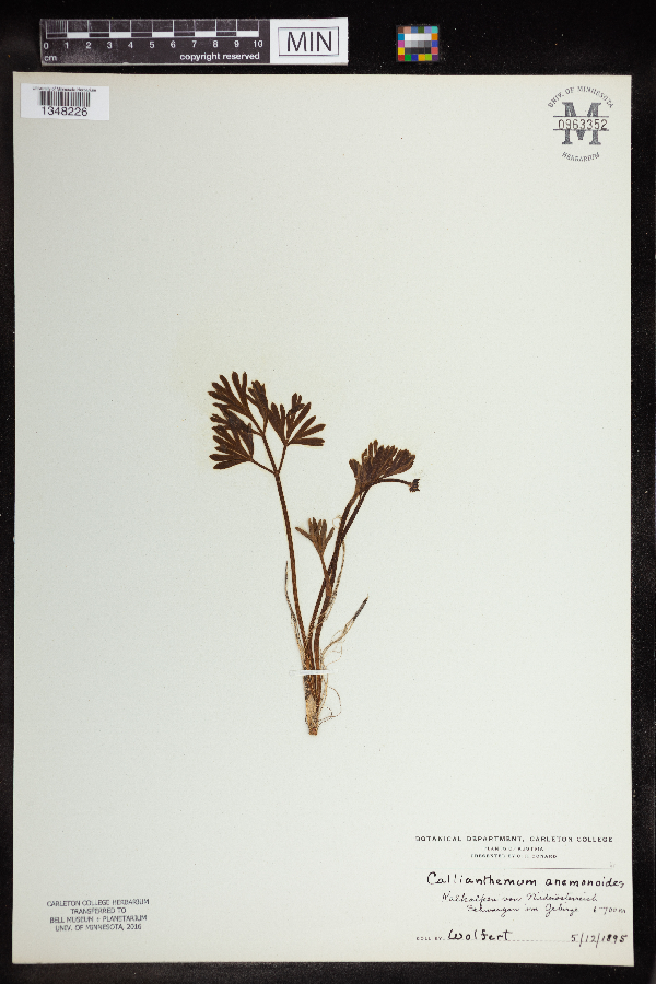 Callianthemum anemonoides image