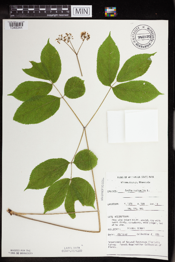 Aralia nudicaulis image