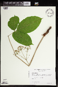 Aralia nudicaulis image