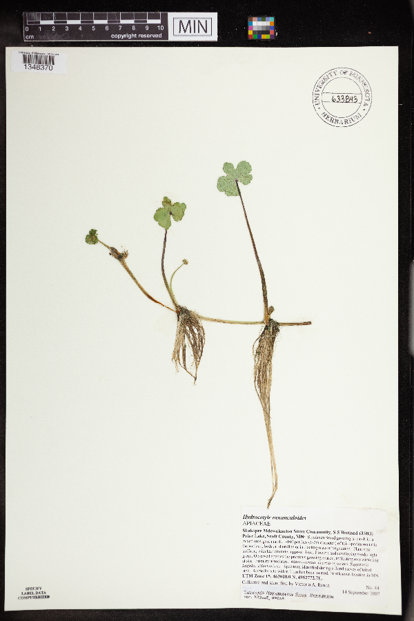 Hydrocotyle ranunculoides image