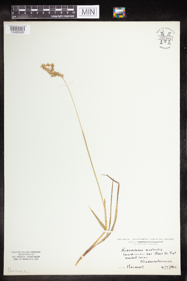 Hierochloe australis image