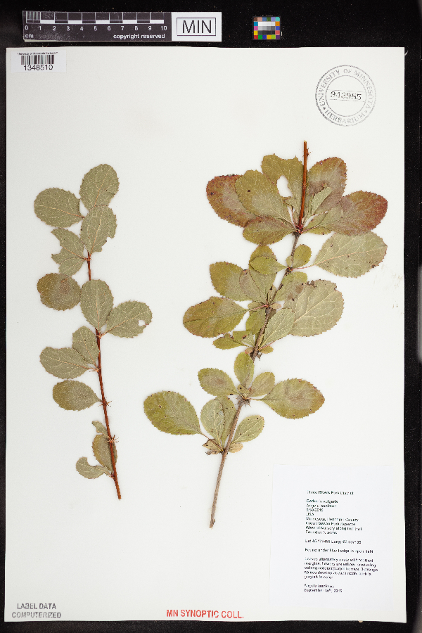 Berberis vulgaris image