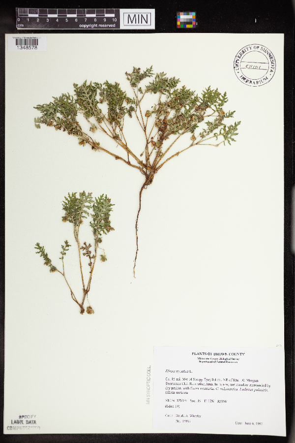 Ellisia nyctelea image