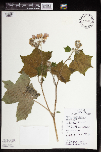 Image of Hydrophyllum appendiculatum