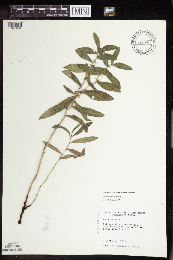 Lithospermum canescens image