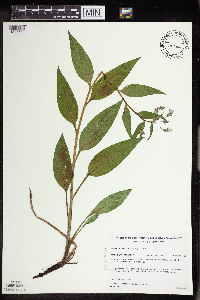 Mertensia paniculata var. paniculata image