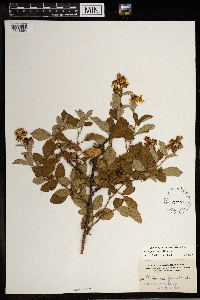 Rubus probabilis image