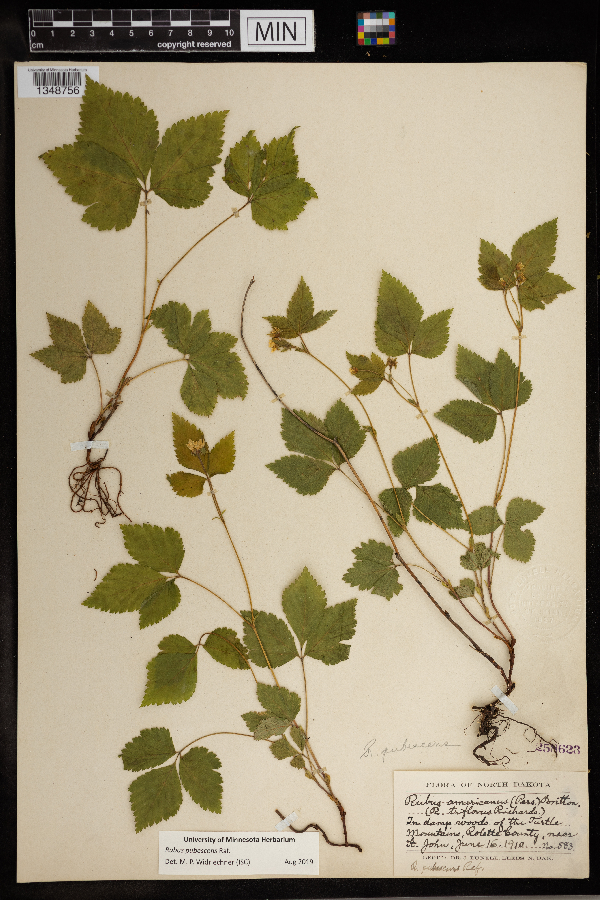 Rubus pubescens image