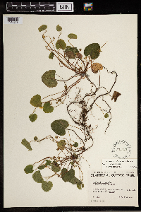 Rubus repens image
