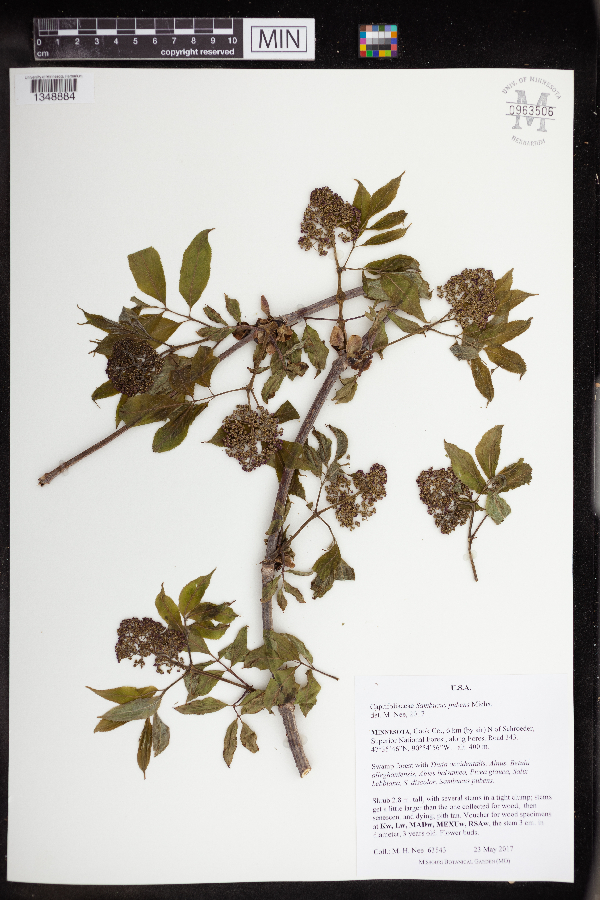 Sambucus racemosa image