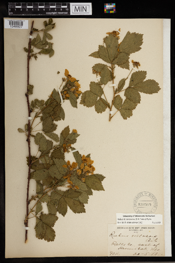 Rubus roribaccus image