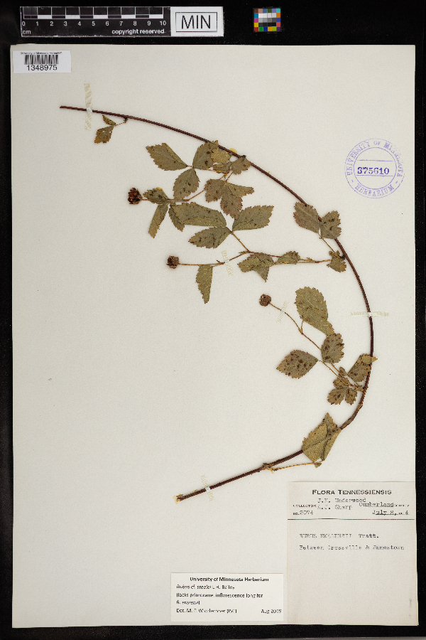 Rubus steelei image