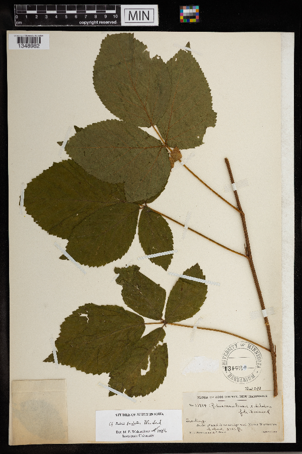 Rubus x tardatus image