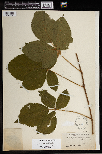 Rubus x tardatus image