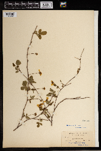 Rubus trivialis image