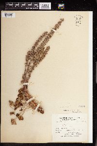 Umbilicus horizontalis image
