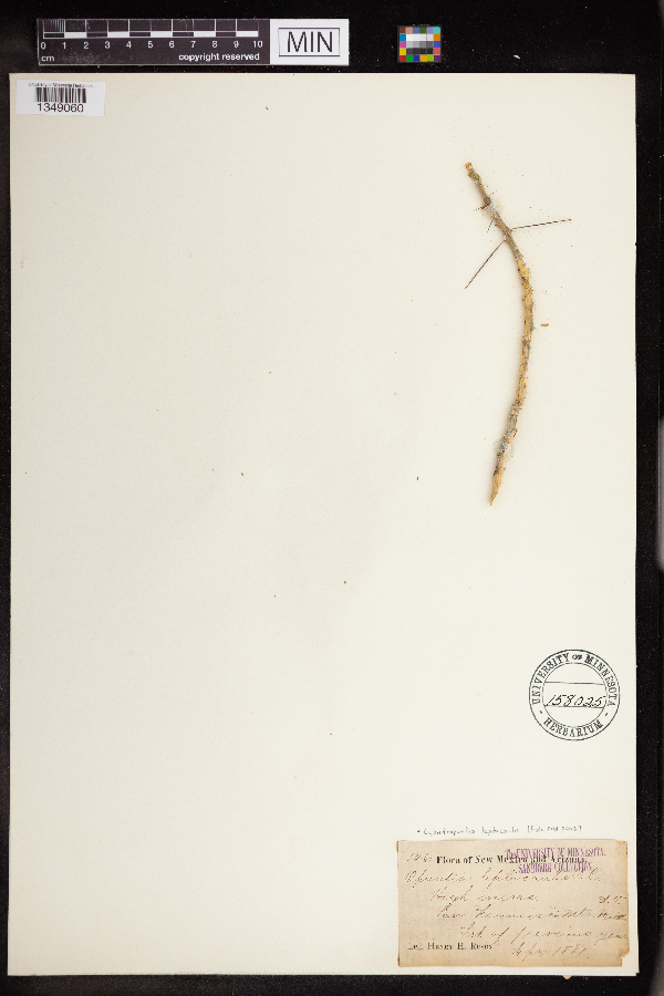 Opuntia leptocaulis image
