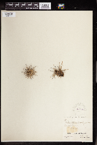 Image of Opuntia prolifera