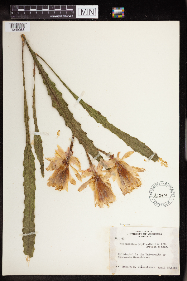 Disocactus phyllanthoides image