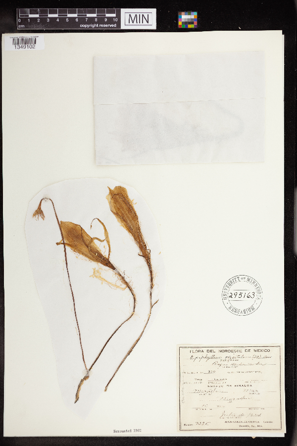 Epiphyllum oxypetalum image