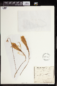 Epiphyllum oxypetalum image