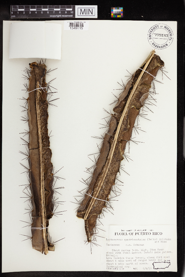 Leptocereus quadricostatus image