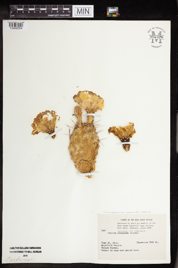 Opuntia polyacantha image