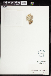 Image of Opuntia x columbiana