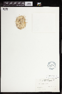 Opuntia x columbiana image