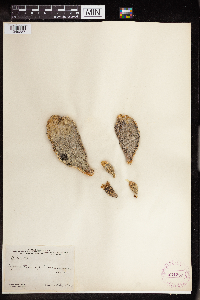 Opuntia spinosissima image